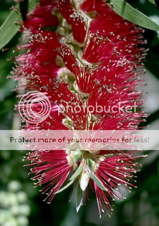 This could be a bottle brush flower. - PentaxForums.com